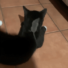 Humor -  Fun Tiere Maus 01 