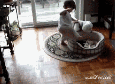 Humor -  Fun Tiere Hunde 02 