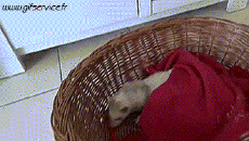 Umorismo -  Fun Animali Furetti 01 