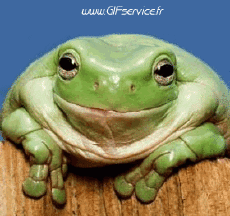 Humor -  Fun Animals Frogs 01 
