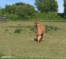 Umorismo -  Fun Animali Lama 01 