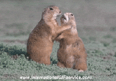 Humor - Fun Animales Marmotas 01 
