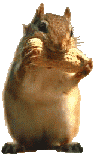 Humor -  Fun Tiere Eichhörnchen 01 