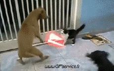 Humor - Fun Animales Gatos 02 