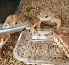Humor - Fun Animales Ranas 01 