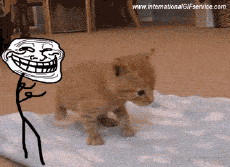 Humor - Fun Animales Gatos 01 
