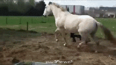 Humor -  Fun Tiere Pferde 01 