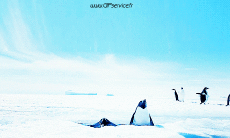 Humor -  Fun Animals Penguins 01 