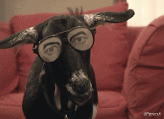 Humor - Fun Animales Cabras - Perilla 01 