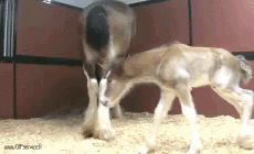 Humor -  Fun Tiere Pferde 01 