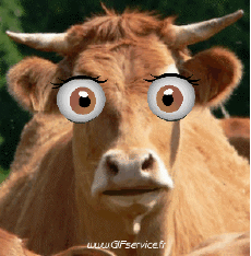 Humor -  Fun Animals Cows 01 