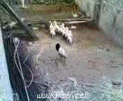 Humor -  Fun Tiere Schaf 01 