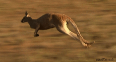 Humor -  Fun Animals Kangaroos 01 