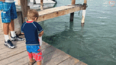 Humor -  Fun Animals Birds Pelicans 