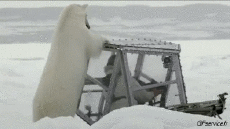 Humour - Fun Animaux Ours Serie 01 