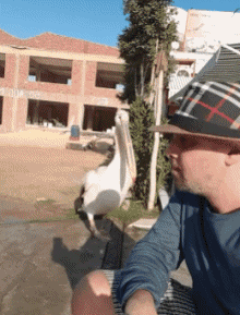 Humor -  Fun Animals Birds Pelicans 