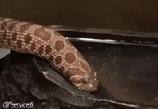 Humor - Fun Animales Serpientes 01 