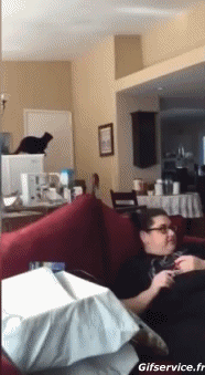 Humor -  Fun Tiere Katze 06 