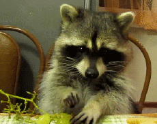 Humor - Fun Animales Mapaches 01 