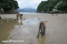 Humor -  Fun Animals Monkeys 01 