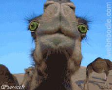 Humour - Fun Animaux Dromadaires serie 01 