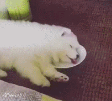 Humor -  Fun Tiere Hunde 04 