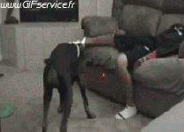 Humor -  Fun Tiere Hunde 02 