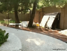 Humour - Fun Animaux Chévres Bouc Serie 01 