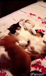 Humor - Fun Animales Perros 04 