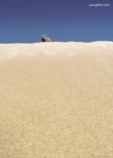 Humour - Fun Animaux Insectes Serie 01 