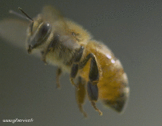 Humor -  Fun Tiere Insekten 01 