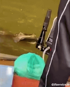 Humor -  Fun Animals Crocodiles - Caiman 01 