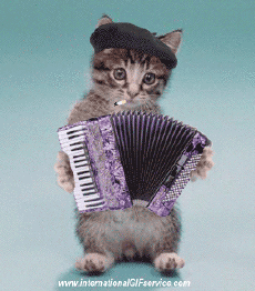 Humor -  Fun Tiere Katze 01 