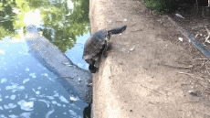 Humor - Fun Animales Tortugas 01 