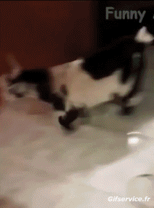 Umorismo -  Fun Animali Capre - Pizzetto 01 