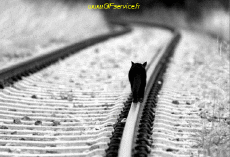 Umorismo -  Fun Effetti 3d Stéreoscopique Wiggle avec Matrice 