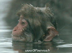 Humour - Fun Animaux Singes Serie 01 