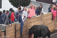 Humor -  Fun Animals Bulls 01 