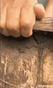 Humour - Fun Animaux Insectes Serie 01 