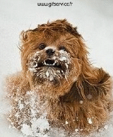 Humour - Fun Morphing - Ressemblance People - Vip Série 02 