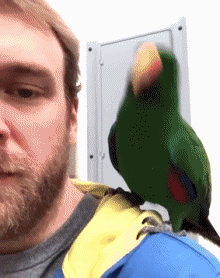 Humor -  Fun Animals Birds Parakeet Parrot 