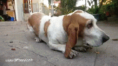 Humor -  Fun Tiere Hunde 02 