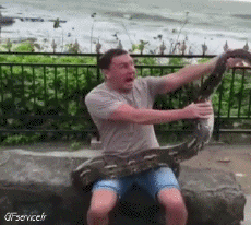 Humor - Fun Animales Serpientes 01 