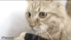 Humour - Fun Animaux Chats Serie 04 