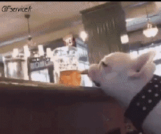 Humour - Fun Animaux Chiens Serie 04 