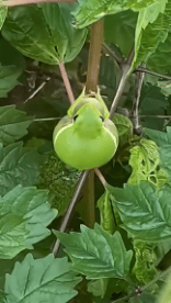 Humour - Fun Animaux Grenouilles Serie 01 