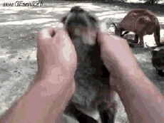 Humour - Fun Animaux Kangourous 01 