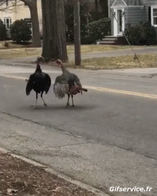 Humour - Fun Animaux Oiseaux Divers 