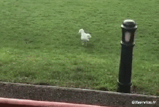 Humor -  Fun Animals Birds Seagulls 