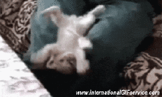 Humor - Fun Animales Gatos 01 